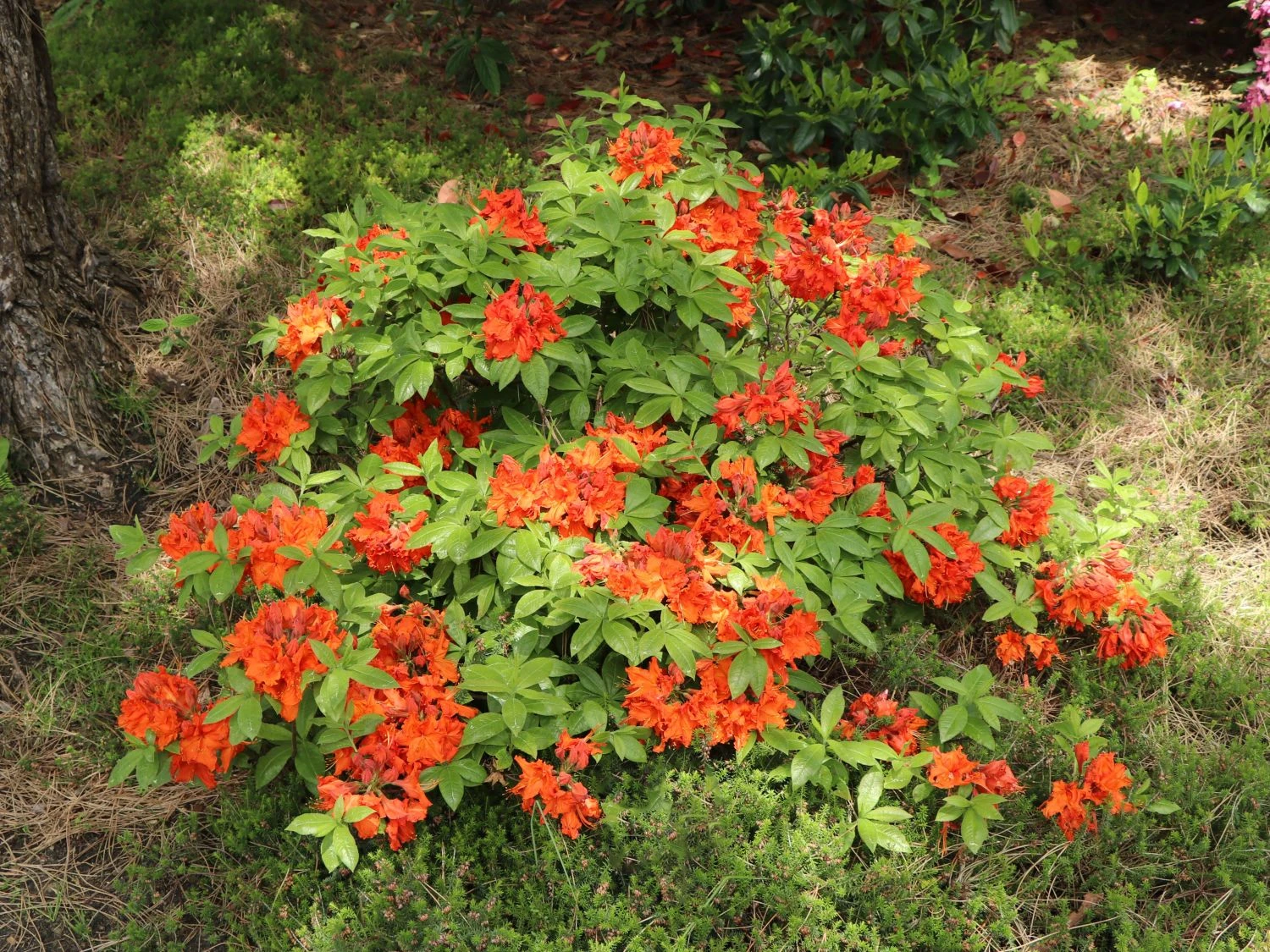 Laubabwerfende Azalee 'Gibraltar' 5 Laubabwerfende Azalee 'Gibraltar' – Bild 5