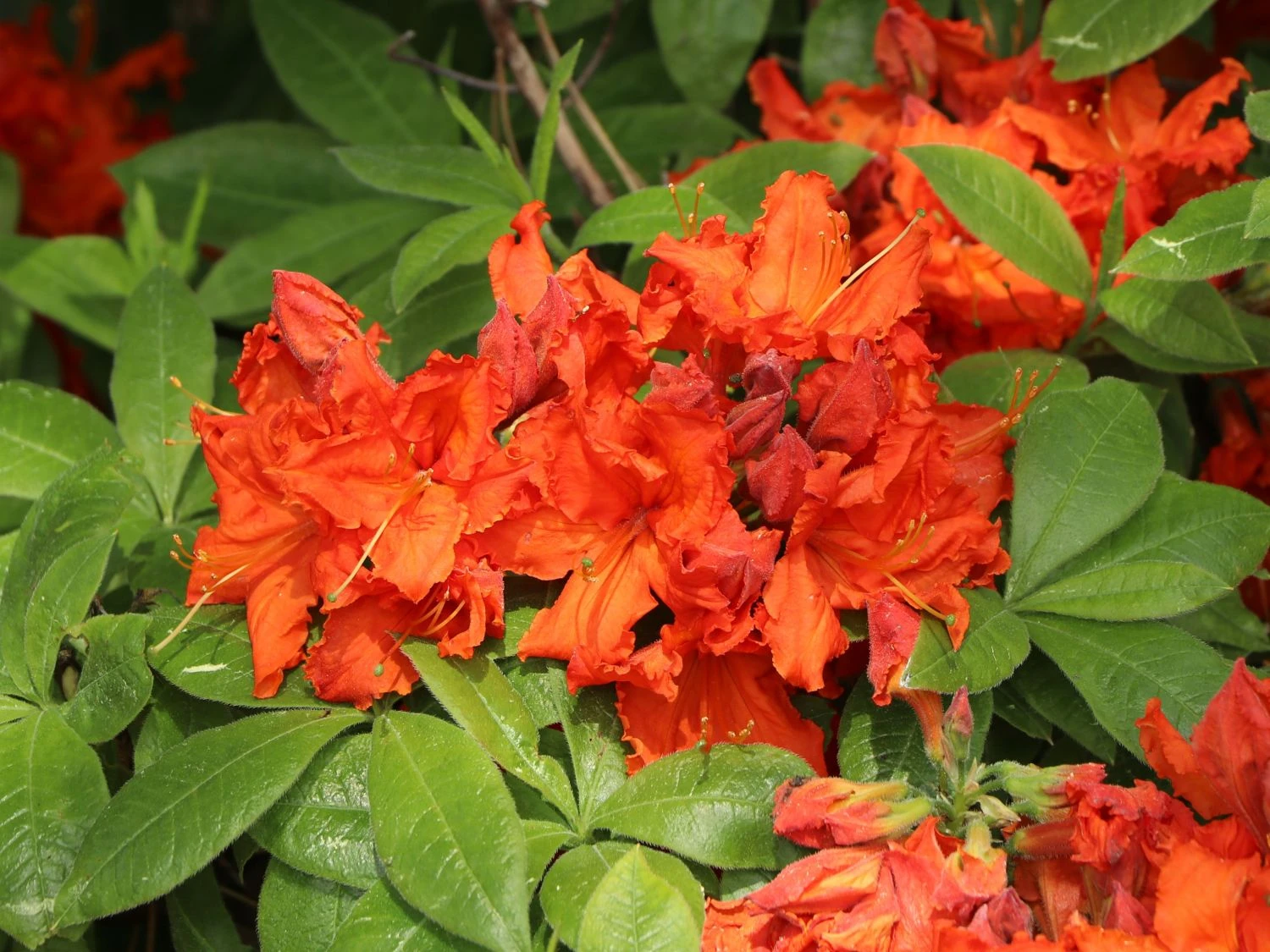 Laubabwerfende Azalee 'Gibraltar' 6 Laubabwerfende Azalee 'Gibraltar' – Bild 6