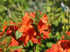 Laubabwerfende Azalee 'Gibraltar' 9 Laubabwerfende Azalee 'Gibraltar' -Deutschland Garten Funk Verkaufs-Shop laubabwerfende azalee gibraltar m002400 w 4