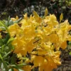Laubabwerfende Azalee 'Golden Sunset'