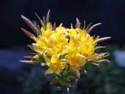 Laubabwerfende Azalee 'Golden Sunset' 8 Laubabwerfende Azalee 'Golden Sunset' -Deutschland Garten Funk Verkaufs-Shop laubabwerfende azalee golden sunset m002402 w 0