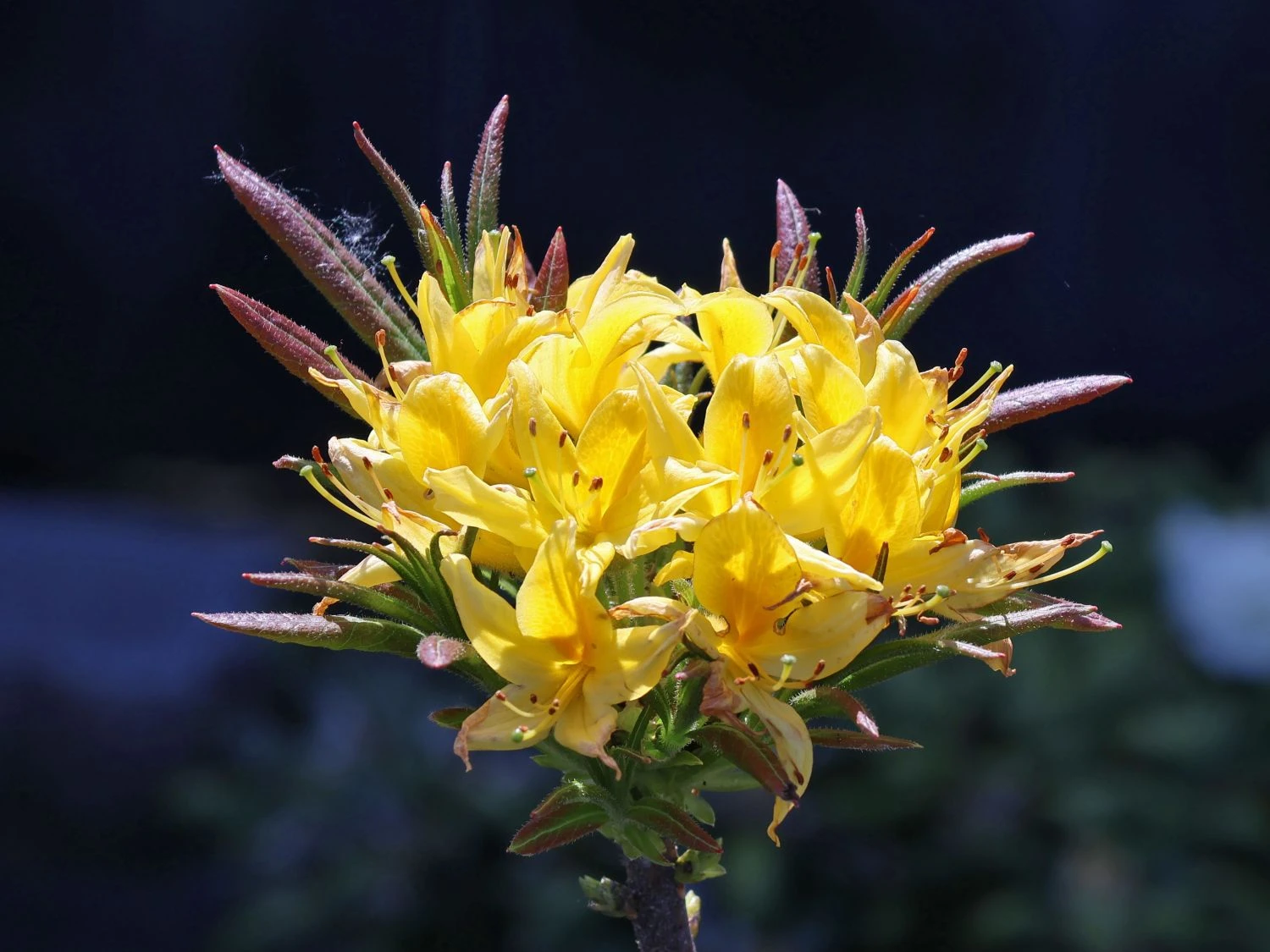 Laubabwerfende Azalee 'Golden Sunset' 3 Laubabwerfende Azalee 'Golden Sunset' – Bild 3