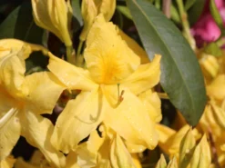 Laubabwerfende Azalee 'Golden Sunset' 9 Laubabwerfende Azalee 'Golden Sunset' -Deutschland Garten Funk Verkaufs-Shop laubabwerfende azalee golden sunset m002402 w 1