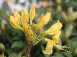 Laubabwerfende Azalee 'Golden Sunset' 10 Laubabwerfende Azalee 'Golden Sunset' -Deutschland Garten Funk Verkaufs-Shop laubabwerfende azalee golden sunset m002402 w 2