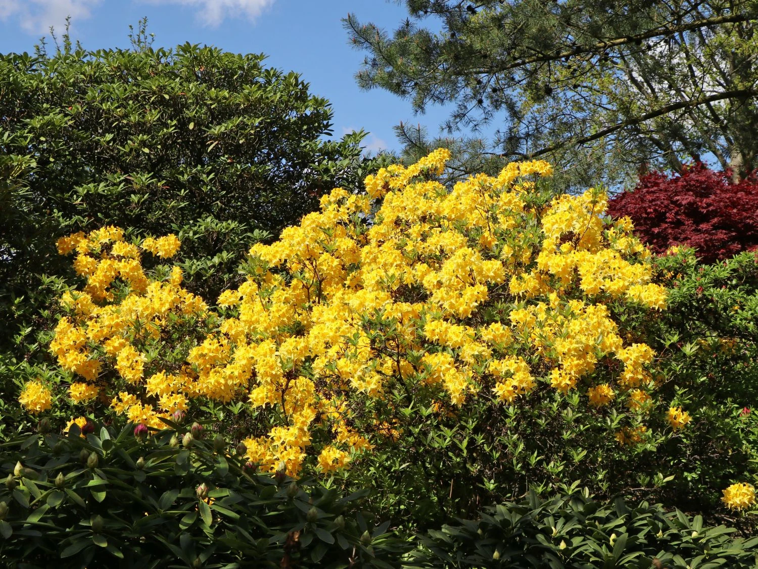 Laubabwerfende Azalee 'Golden Sunset' 2 Laubabwerfende Azalee 'Golden Sunset' – Bild 2
