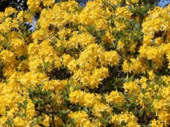 Laubabwerfende Azalee 'Golden Sunset' 11 Laubabwerfende Azalee 'Golden Sunset' -Deutschland Garten Funk Verkaufs-Shop laubabwerfende azalee golden sunset m002402 w 4