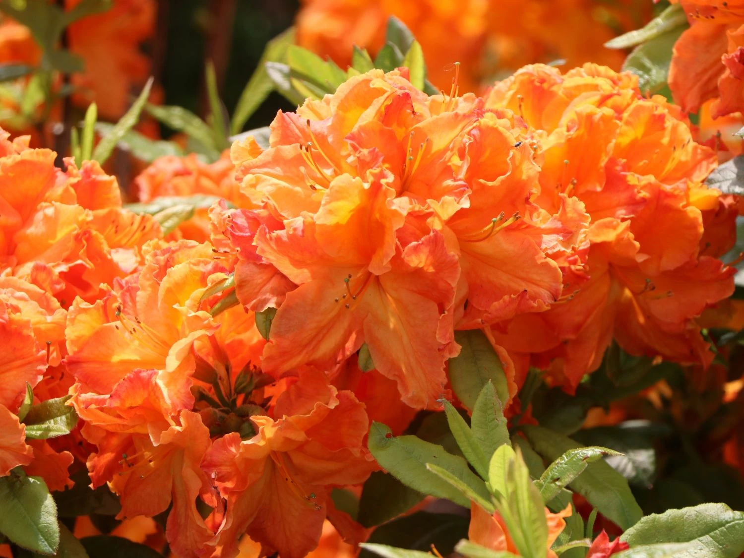 Laubabwerfende Azalee 'Goldflamme' 1 Laubabwerfende Azalee 'Goldflamme'