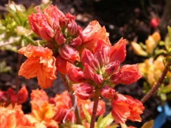 Laubabwerfende Azalee 'Goldflamme' 6 Laubabwerfende Azalee 'Goldflamme' -Deutschland Garten Funk Verkaufs-Shop laubabwerfende azalee goldflamme m003328 w 0