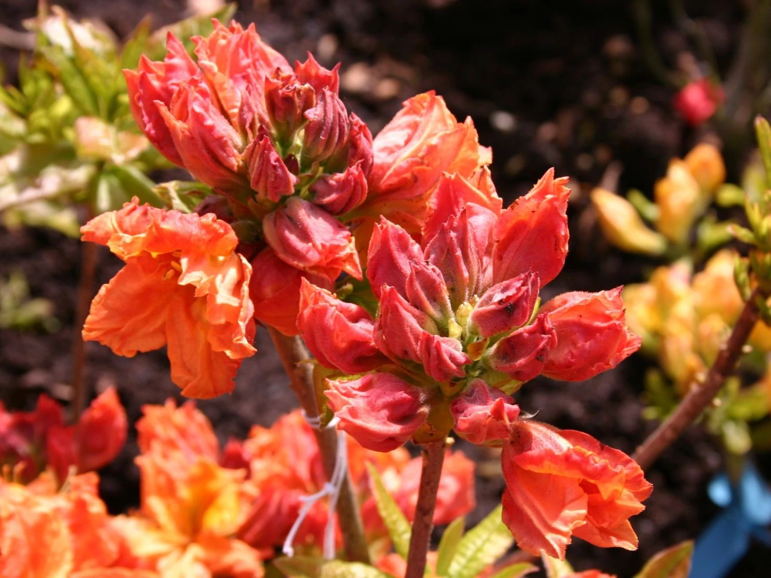 Laubabwerfende Azalee 'Goldflamme' 3 Laubabwerfende Azalee 'Goldflamme' – Bild 3