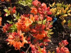 Laubabwerfende Azalee 'Goldflamme' 7 Laubabwerfende Azalee 'Goldflamme' -Deutschland Garten Funk Verkaufs-Shop laubabwerfende azalee goldflamme m003328 w 1