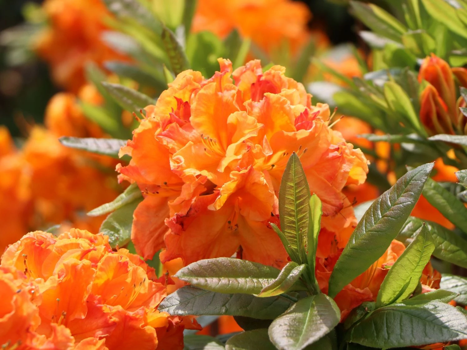 Laubabwerfende Azalee 'Goldflamme' 2 Laubabwerfende Azalee 'Goldflamme' – Bild 2