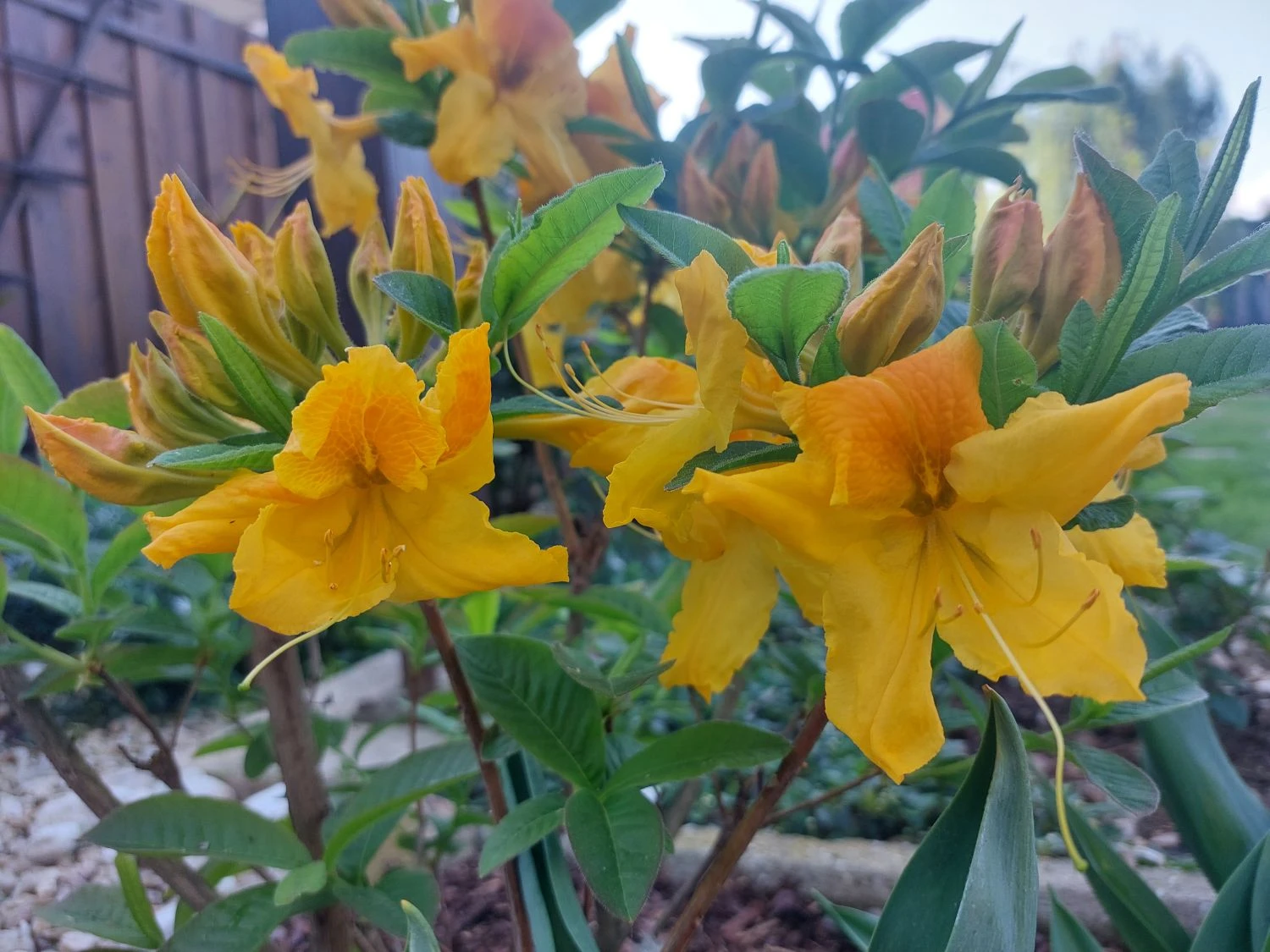 Laubabwerfende Azalee 'Goldpracht' 7 Laubabwerfende Azalee 'Goldpracht' – Bild 7