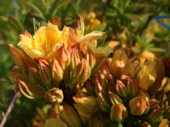 Laubabwerfende Azalee 'Goldpracht' 10 Laubabwerfende Azalee 'Goldpracht' -Deutschland Garten Funk Verkaufs-Shop laubabwerfende azalee goldpracht m003330 w 1