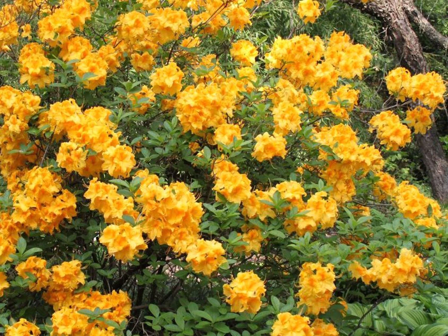 Laubabwerfende Azalee 'Goldpracht' 6 Laubabwerfende Azalee 'Goldpracht' – Bild 6