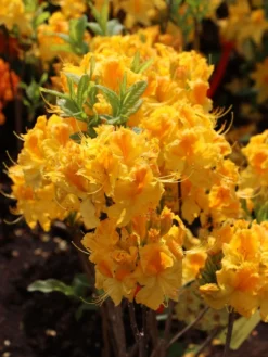 Laubabwerfende Azalee 'Goldpracht' 11 Laubabwerfende Azalee 'Goldpracht' -Deutschland Garten Funk Verkaufs-Shop laubabwerfende azalee goldpracht m003330 w 3