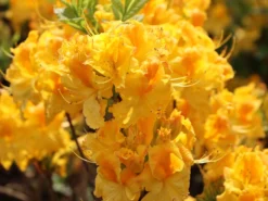 Laubabwerfende Azalee 'Goldpracht' 12 Laubabwerfende Azalee 'Goldpracht' -Deutschland Garten Funk Verkaufs-Shop laubabwerfende azalee goldpracht m003330 w 4