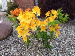 Laubabwerfende Azalee 'Goldtopas' 19 Laubabwerfende Azalee 'Goldtopas' -Deutschland Garten Funk Verkaufs-Shop laubabwerfende azalee goldtopas m003332 342013 0