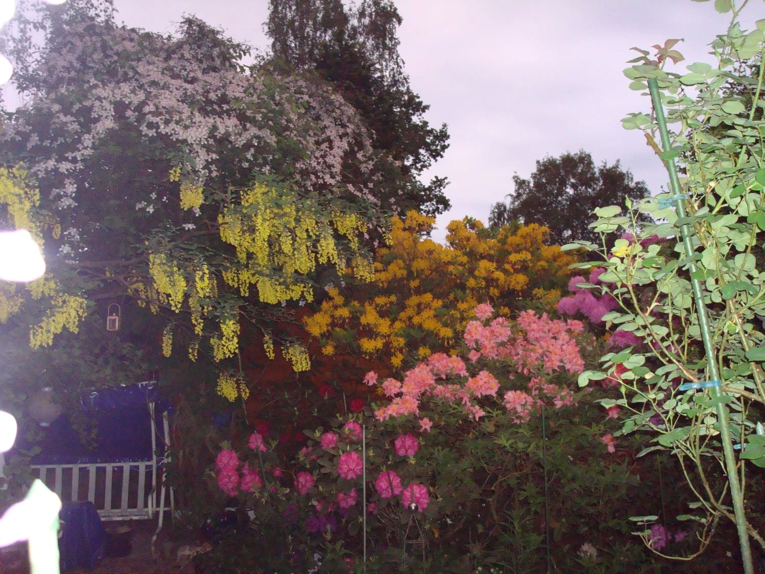 Laubabwerfende Azalee 'Goldtopas' 9 Laubabwerfende Azalee 'Goldtopas' – Bild 9