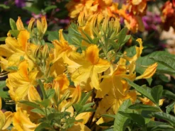 Laubabwerfende Azalee 'Goldtopas'