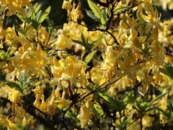 Laubabwerfende Azalee 'Goldtopas' 14 Laubabwerfende Azalee 'Goldtopas' -Deutschland Garten Funk Verkaufs-Shop laubabwerfende azalee goldtopas m003332 w 0