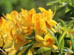 Laubabwerfende Azalee 'Goldtopas' 15 Laubabwerfende Azalee 'Goldtopas' -Deutschland Garten Funk Verkaufs-Shop laubabwerfende azalee goldtopas m003332 w 1