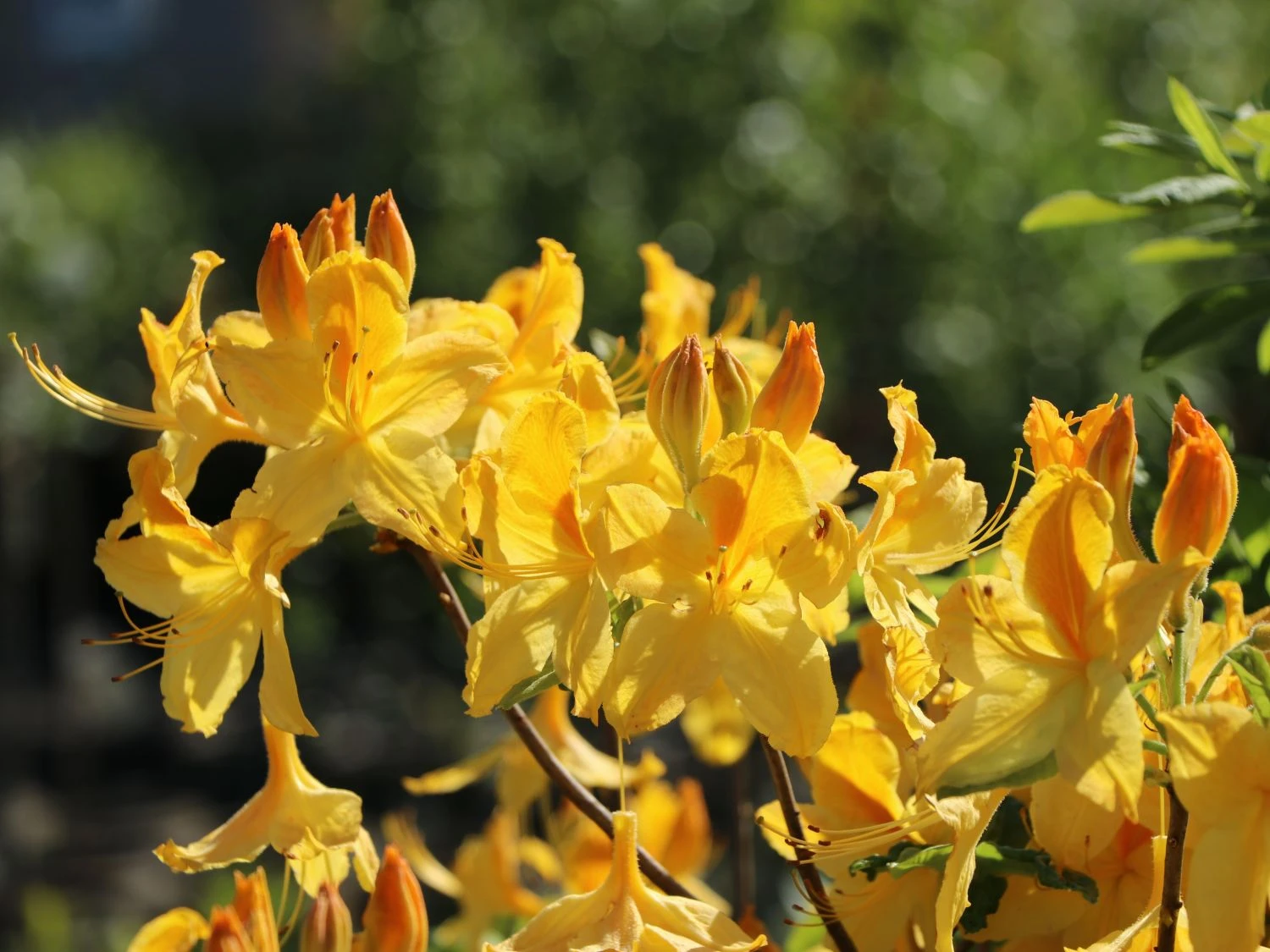 Laubabwerfende Azalee 'Goldtopas' 2 Laubabwerfende Azalee 'Goldtopas' – Bild 2