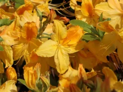 Laubabwerfende Azalee 'Goldtopas' 17 Laubabwerfende Azalee 'Goldtopas' -Deutschland Garten Funk Verkaufs-Shop laubabwerfende azalee goldtopas m003332 w 3