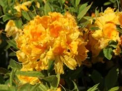 Laubabwerfende Azalee 'Goldtopas' 13 Laubabwerfende Azalee 'Goldtopas' -Deutschland Garten Funk Verkaufs-Shop laubabwerfende azalee goldtopas m003332 w 4