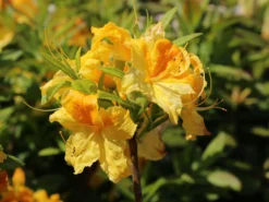 Laubabwerfende Azalee 'Goldtopas' 12 Laubabwerfende Azalee 'Goldtopas' -Deutschland Garten Funk Verkaufs-Shop laubabwerfende azalee goldtopas m003332 w 5