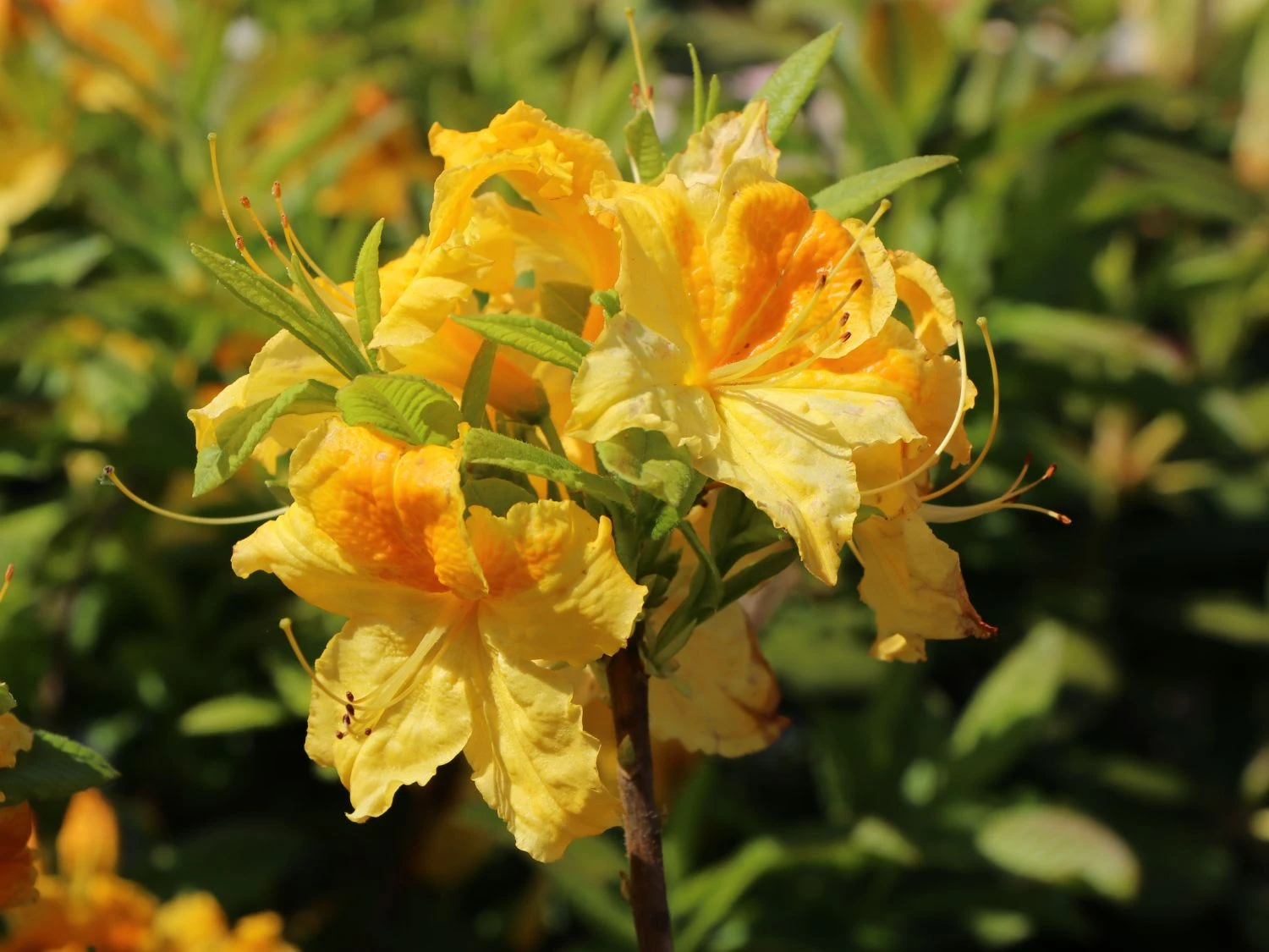 Laubabwerfende Azalee 'Goldtopas' 3 Laubabwerfende Azalee 'Goldtopas' – Bild 3