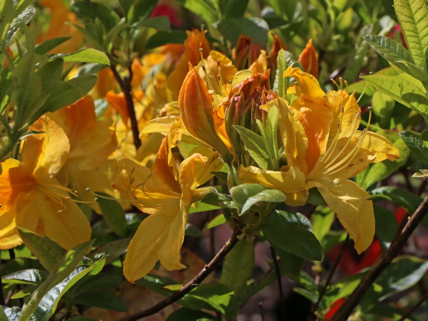 Laubabwerfende Azalee 'Goldtopas' 7 Laubabwerfende Azalee 'Goldtopas' – Bild 7