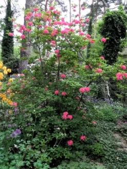 Laubabwerfende Azalee 'Homebush' 13 Laubabwerfende Azalee 'Homebush' -Deutschland Garten Funk Verkaufs-Shop laubabwerfende azalee homebush m002404 193676 0