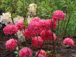 Laubabwerfende Azalee 'Homebush'