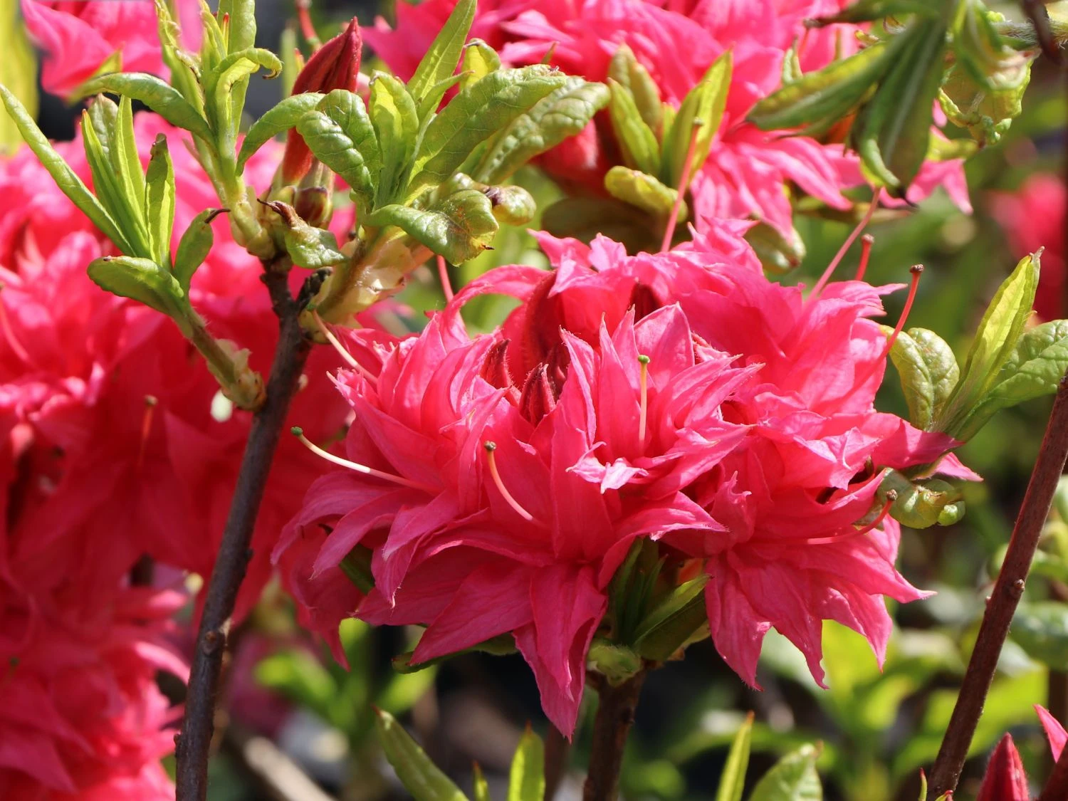 Laubabwerfende Azalee 'Homebush' 5 Laubabwerfende Azalee 'Homebush' – Bild 5