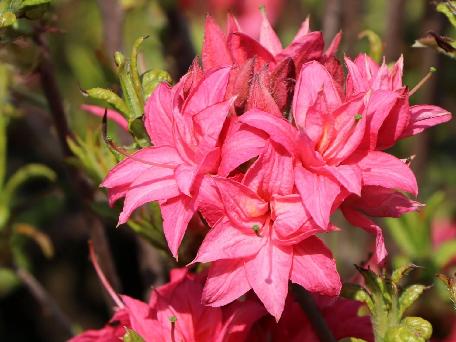 Laubabwerfende Azalee 'Homebush' 4 Laubabwerfende Azalee 'Homebush' – Bild 4