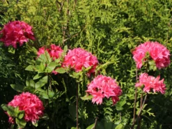 Laubabwerfende Azalee 'Homebush' 9 Laubabwerfende Azalee 'Homebush' -Deutschland Garten Funk Verkaufs-Shop laubabwerfende azalee homebush m002404 w 2