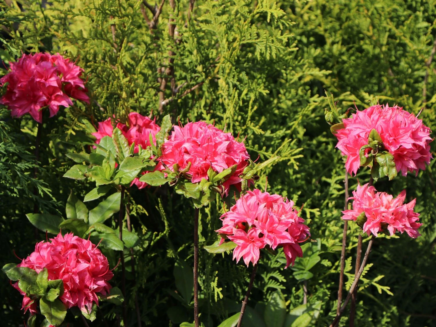 Laubabwerfende Azalee 'Homebush' 3 Laubabwerfende Azalee 'Homebush' – Bild 3