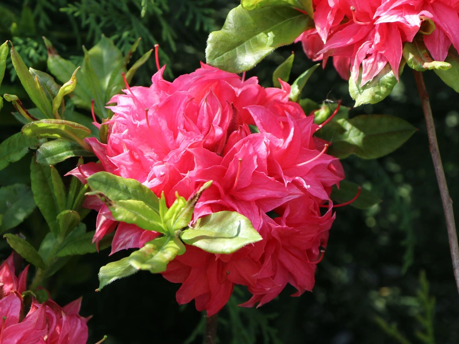 Laubabwerfende Azalee 'Homebush' 2 Laubabwerfende Azalee 'Homebush' – Bild 2