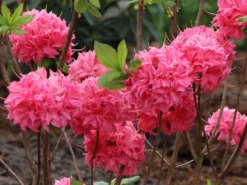 Laubabwerfende Azalee 'Homebush' 12 Laubabwerfende Azalee 'Homebush' -Deutschland Garten Funk Verkaufs-Shop laubabwerfende azalee homebush m002404 w 4