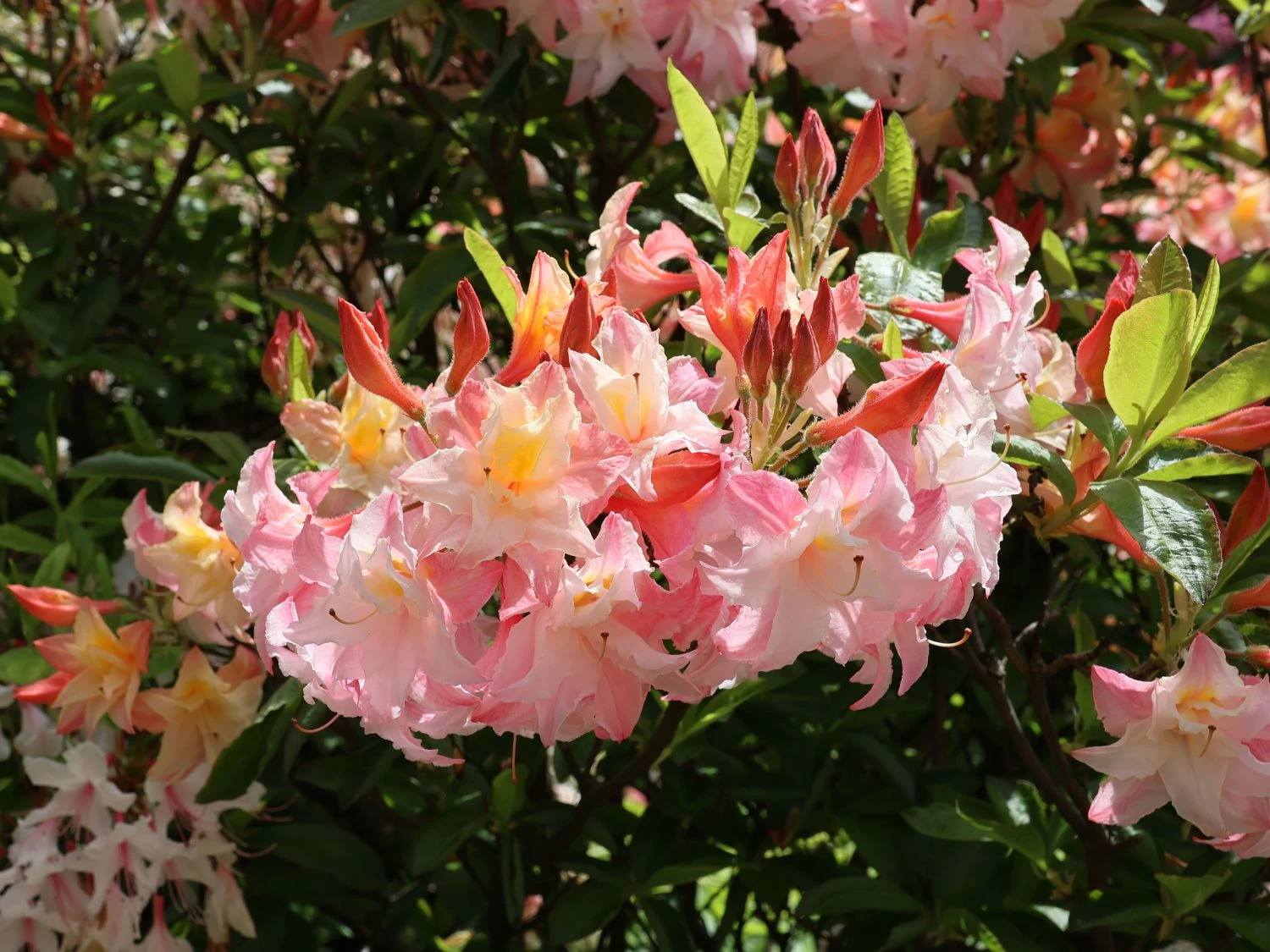 Laubabwerfende Azalee 'Jack A. Sand' 5 Laubabwerfende Azalee 'Jack A. Sand' – Bild 5