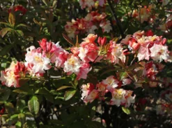 Laubabwerfende Azalee 'Jack A. Sand' 17 Laubabwerfende Azalee 'Jack A. Sand' -Deutschland Garten Funk Verkaufs-Shop laubabwerfende azalee jack a sand m003334 w 1