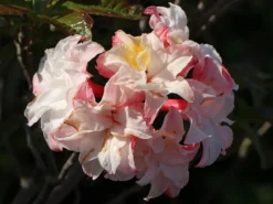 Laubabwerfende Azalee 'Jack A. Sand' 19 Laubabwerfende Azalee 'Jack A. Sand' -Deutschland Garten Funk Verkaufs-Shop laubabwerfende azalee jack a sand m003334 w 2