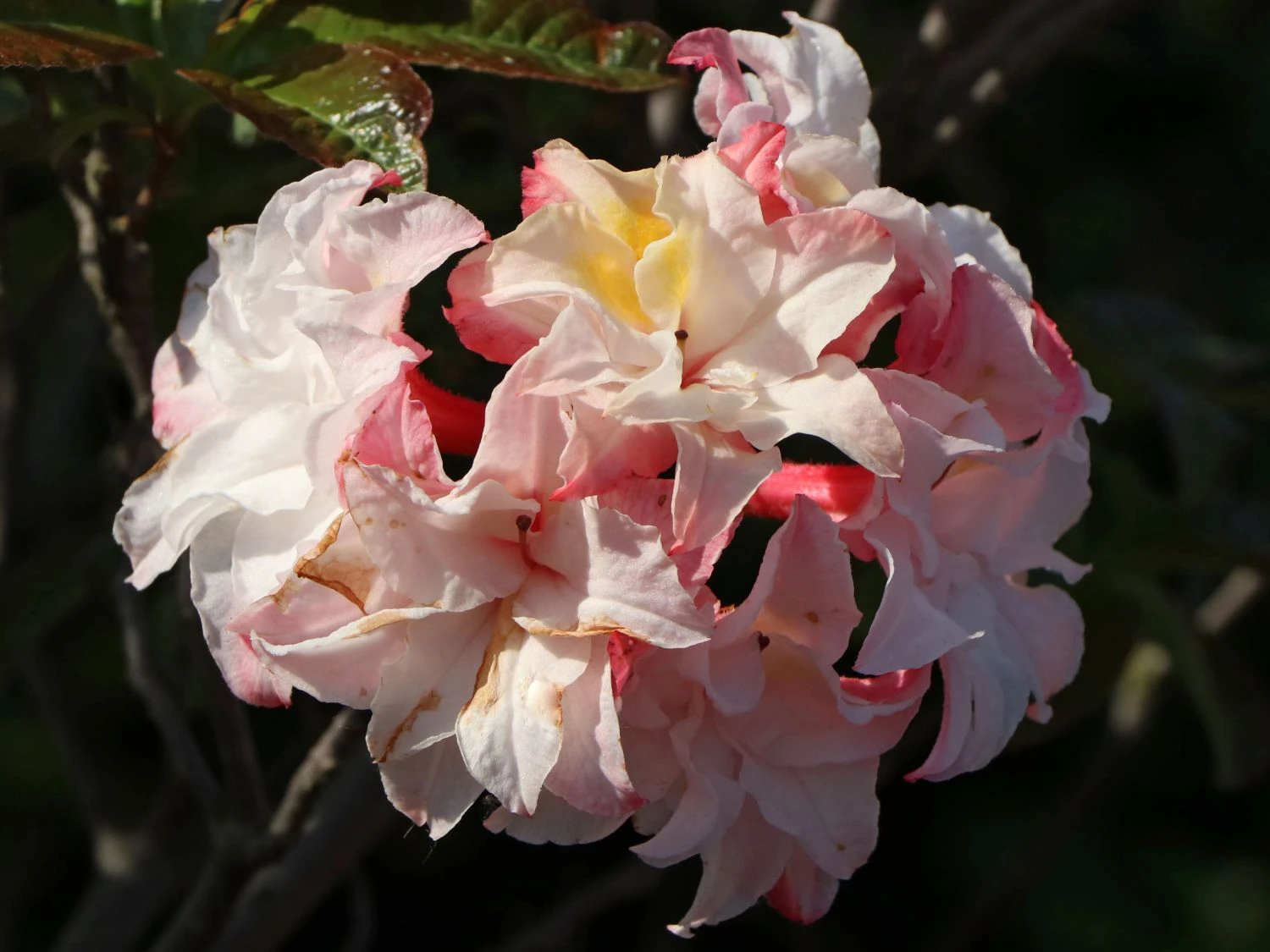 Laubabwerfende Azalee 'Jack A. Sand' 9 Laubabwerfende Azalee 'Jack A. Sand' – Bild 9