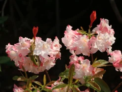 Laubabwerfende Azalee 'Jack A. Sand' 14 Laubabwerfende Azalee 'Jack A. Sand' -Deutschland Garten Funk Verkaufs-Shop laubabwerfende azalee jack a sand m003334 w 4