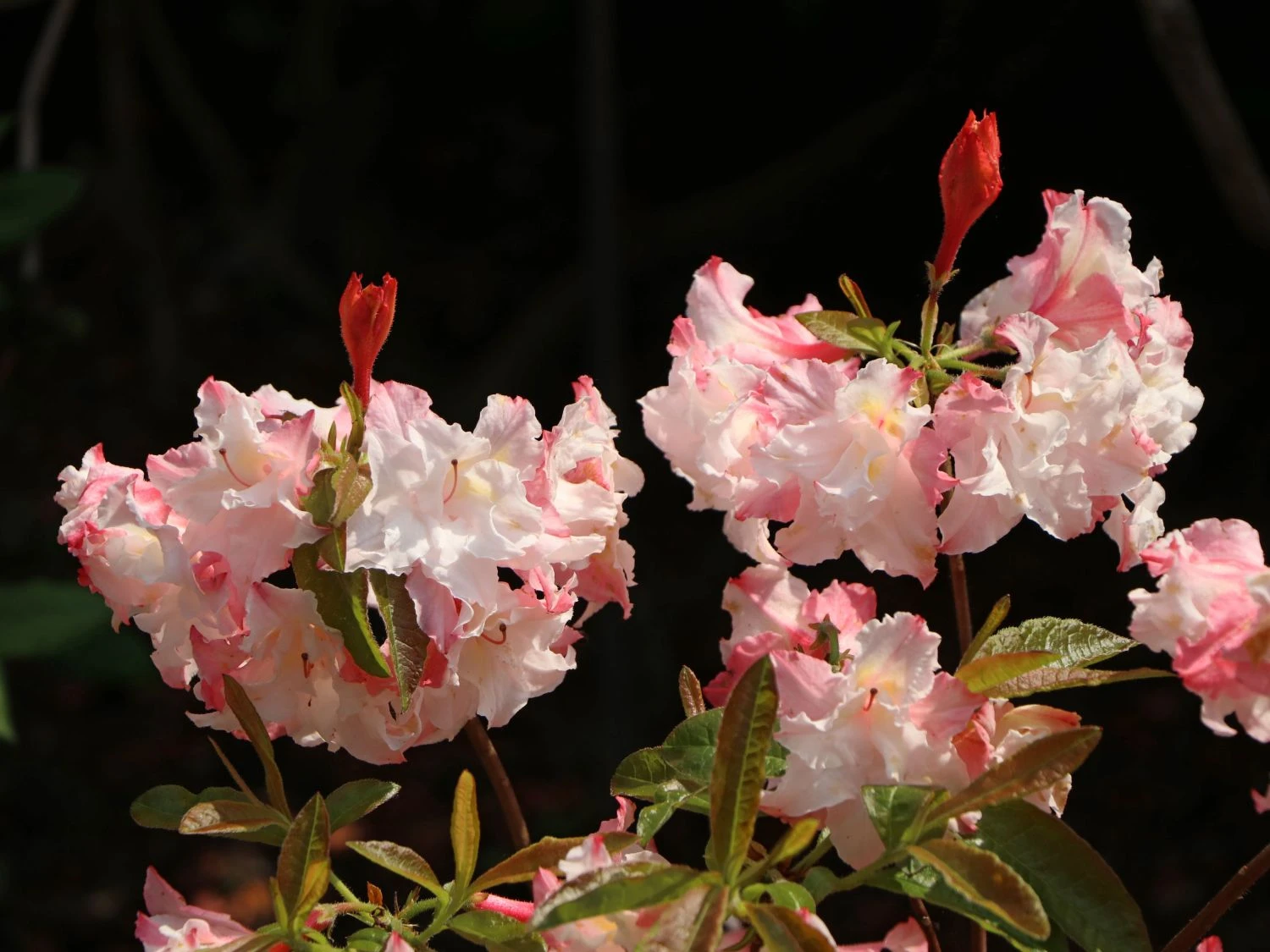 Laubabwerfende Azalee 'Jack A. Sand' 4 Laubabwerfende Azalee 'Jack A. Sand' – Bild 4