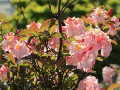 Laubabwerfende Azalee 'Jack A. Sand' 21 Laubabwerfende Azalee 'Jack A. Sand' -Deutschland Garten Funk Verkaufs-Shop laubabwerfende azalee jack a sand m003334 w 5