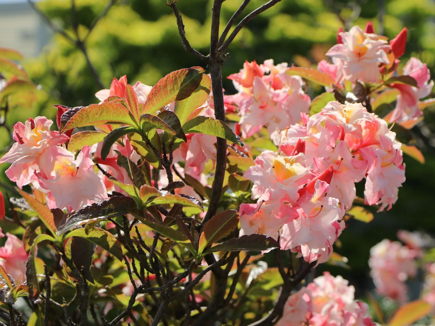 Laubabwerfende Azalee 'Jack A. Sand' 11 Laubabwerfende Azalee 'Jack A. Sand' – Bild 11