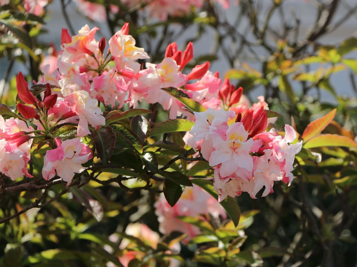 Laubabwerfende Azalee 'Jack A. Sand' 6 Laubabwerfende Azalee 'Jack A. Sand' – Bild 6