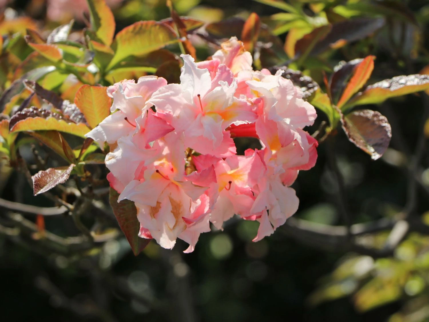 Laubabwerfende Azalee 'Jack A. Sand' 8 Laubabwerfende Azalee 'Jack A. Sand' – Bild 8