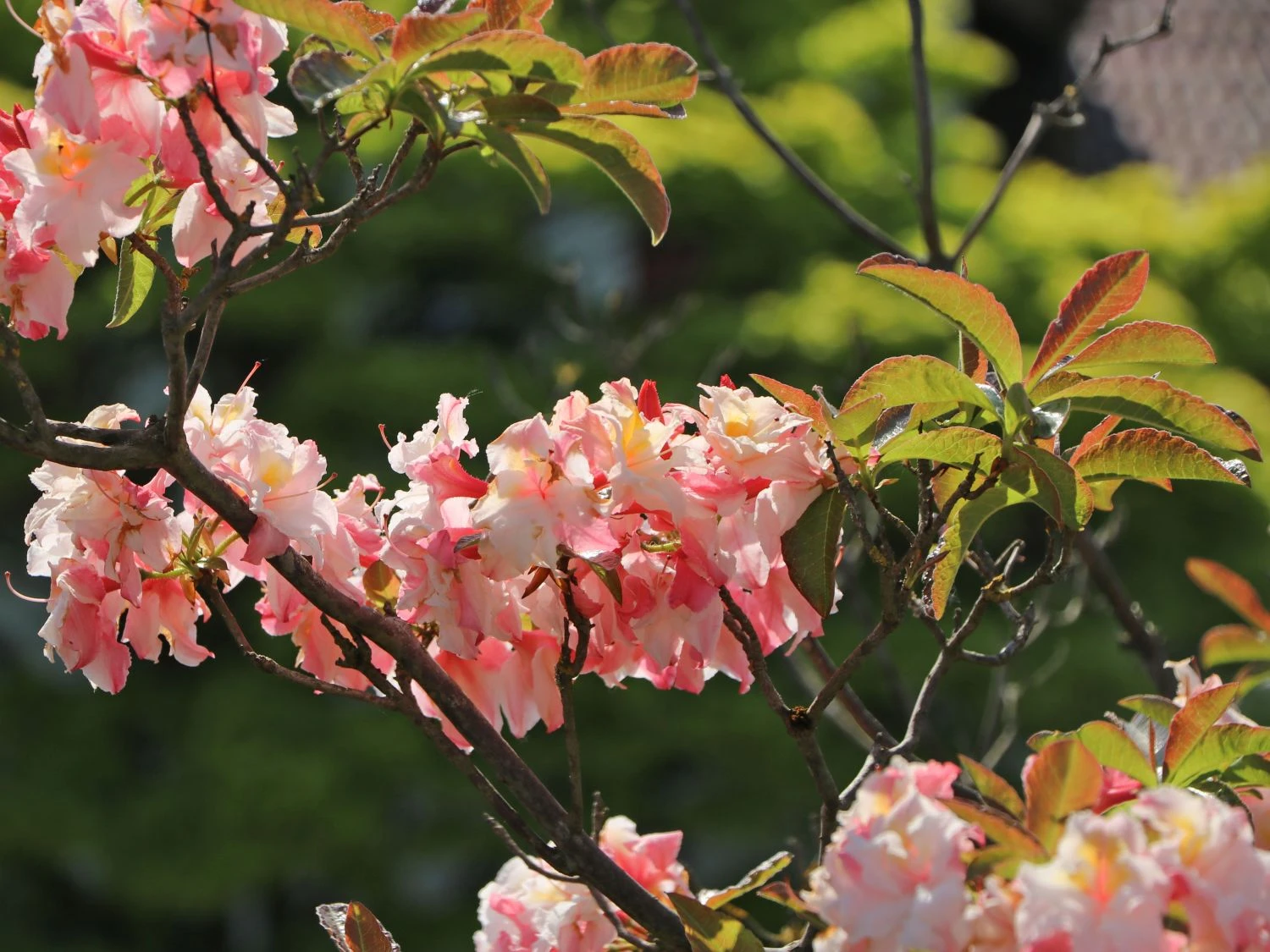 Laubabwerfende Azalee 'Jack A. Sand' 2 Laubabwerfende Azalee 'Jack A. Sand' – Bild 2